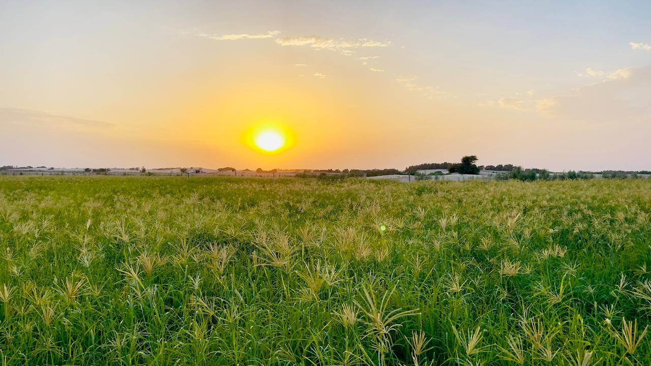 Regenerative Agriculture and Soil Enhancement