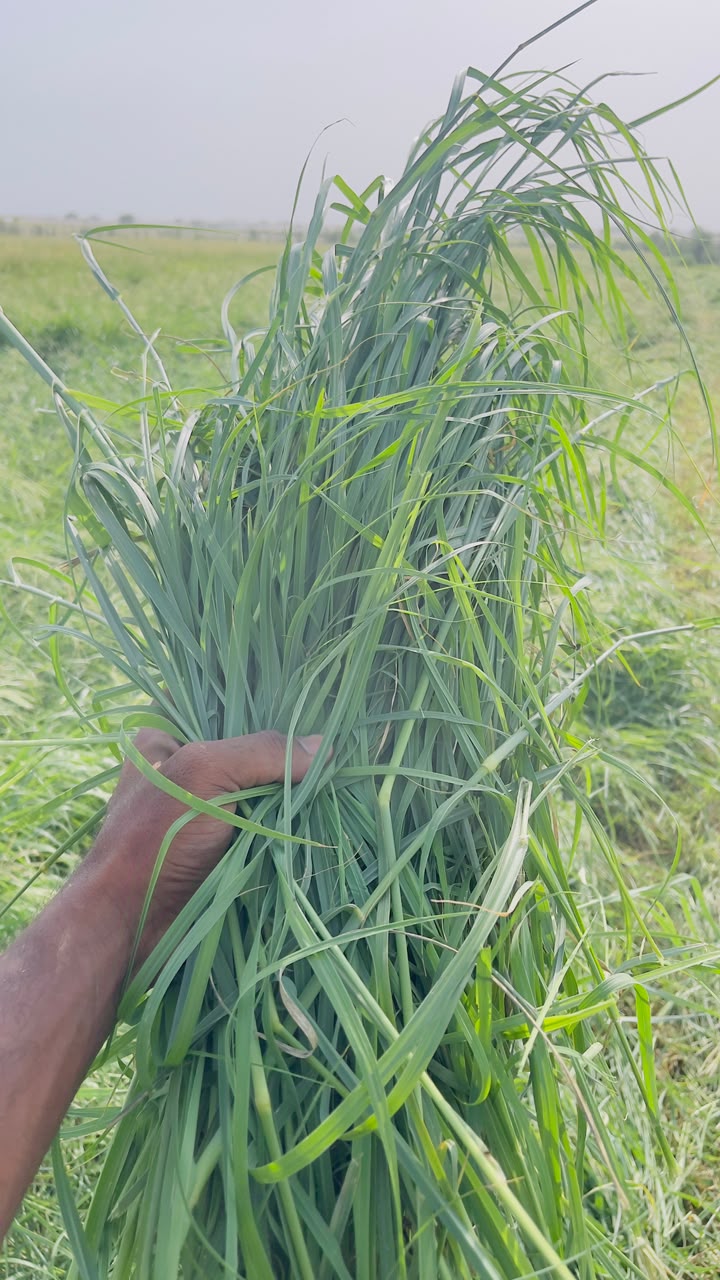 Harvested Rhodes grass on the FNYM Farms field