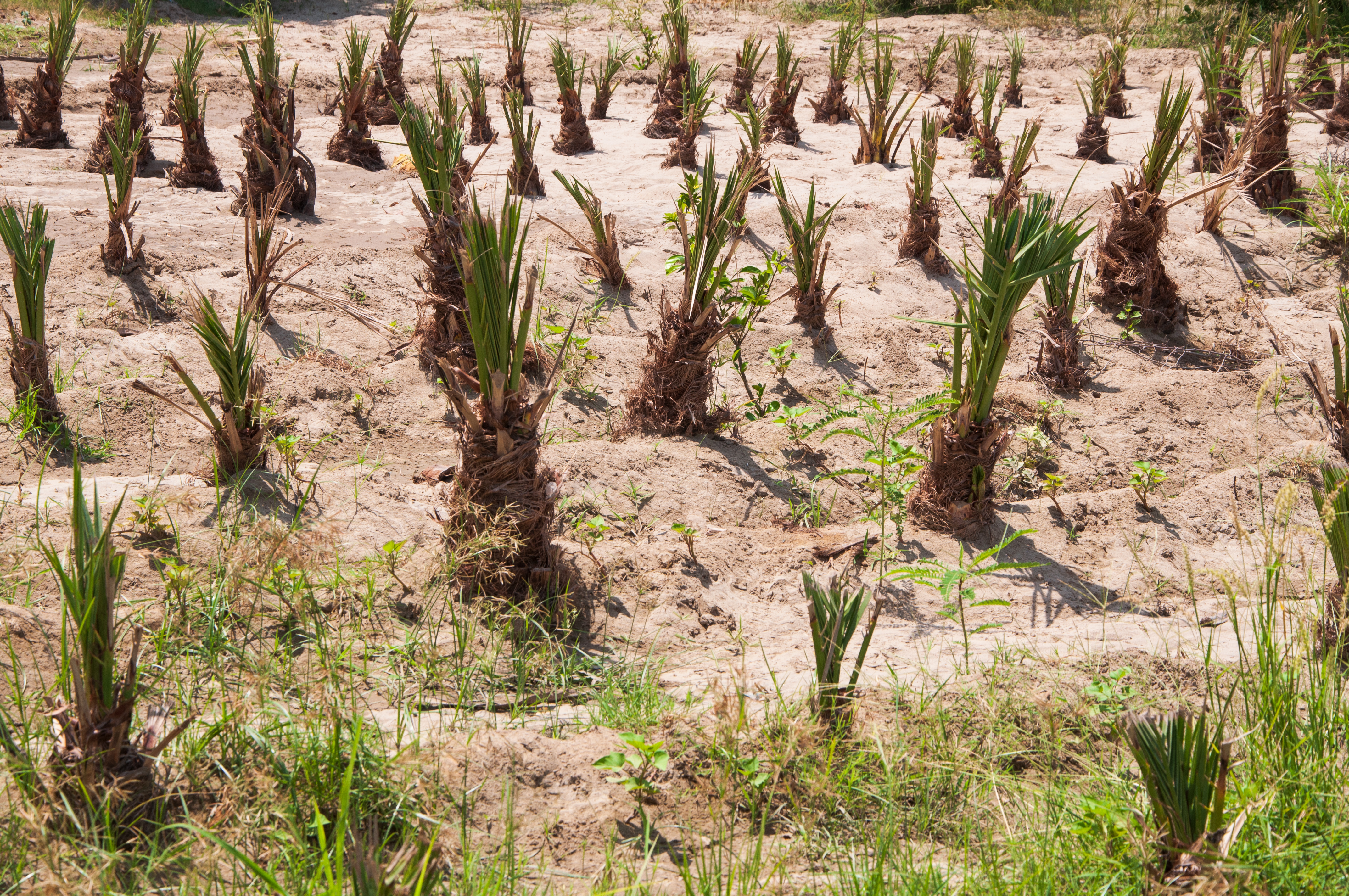 Date palm