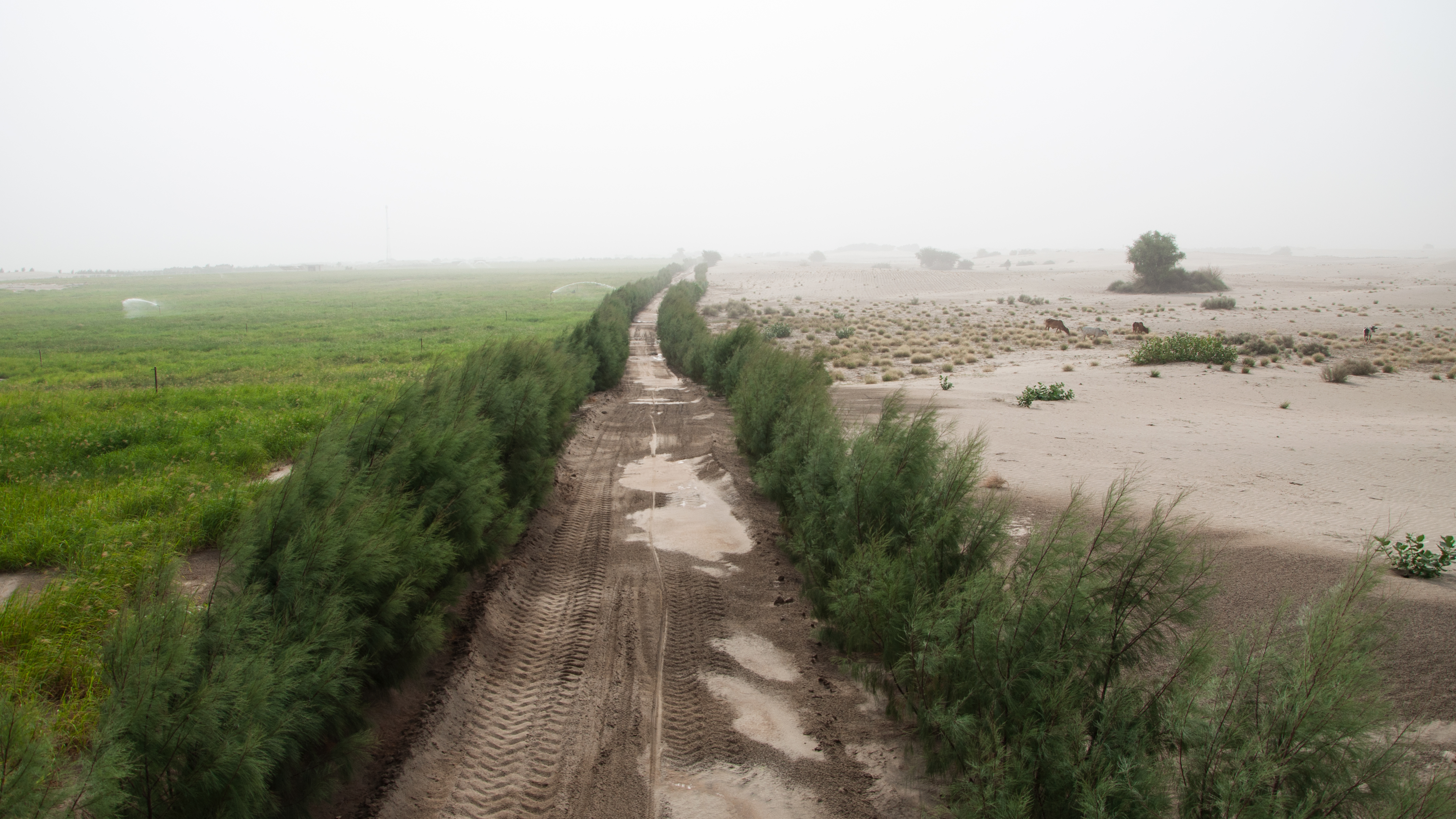 Split Road: Green Crop vs Desert Sand
